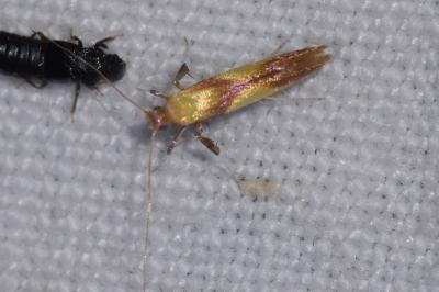 Caloptilia alchimiella