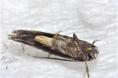 Mompha subbistrigella