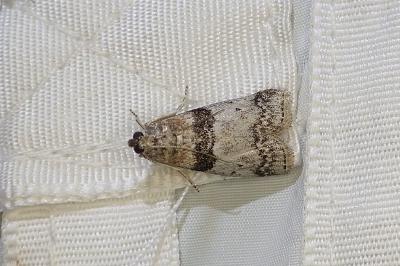 Sciota rhenella