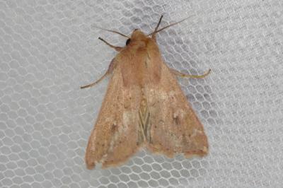 Mythimna ferrago