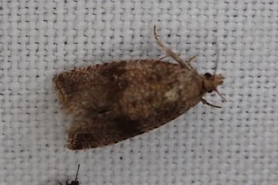 Celypha striana