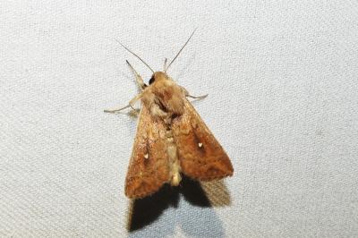 Mythimna albipuncta