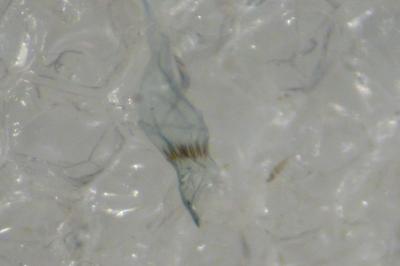 Monopis weaverella