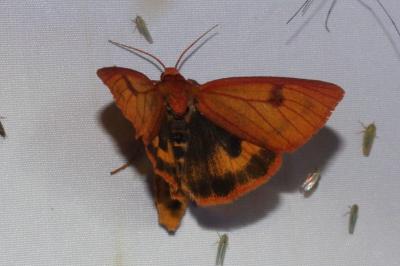 Diacrisia sannio