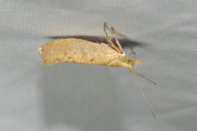 Ypsolopha alpella