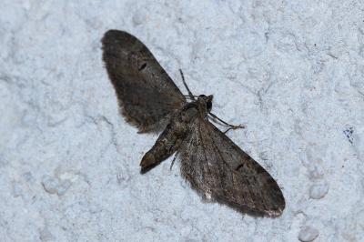 Eupithecia innotata