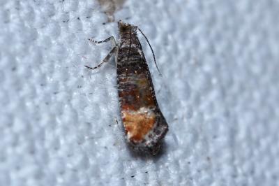 Clavigesta purdeyi