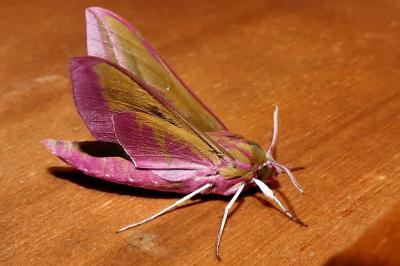 Deilephila elpenor