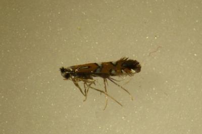 Phyllonorycter lautella
