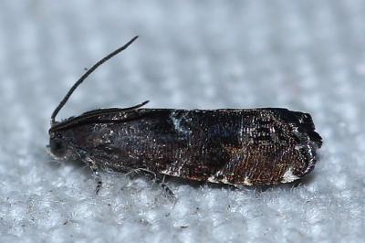 Cydia coniferana