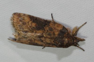 Nycteola revayana