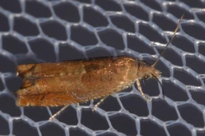 Epinotia tenerana