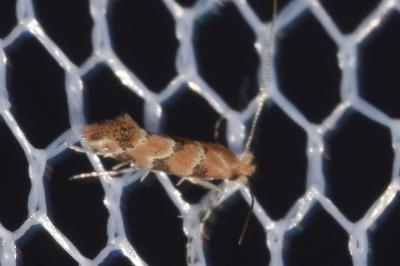 Phyllonorycter trifasciella