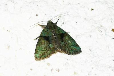 Cryphia algae