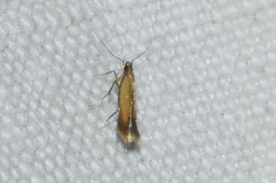 Coptotriche marginea