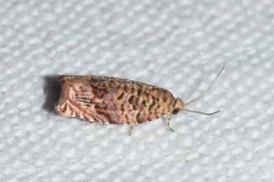 Gypsonoma minutana
