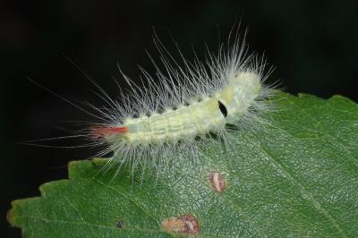 Calliteara pudibunda