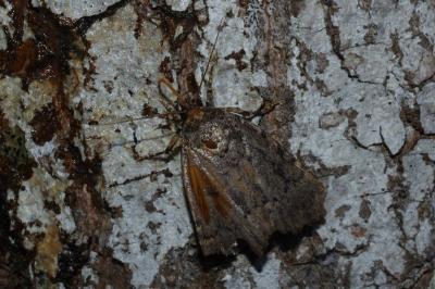 Amphipyra pyramidea