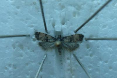 Cochylis atricapitana