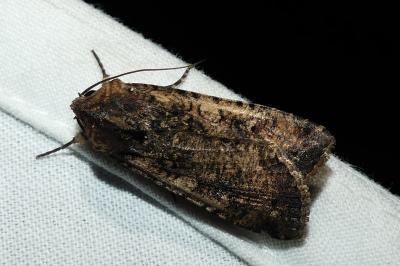 Peridroma saucia