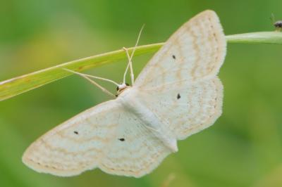 Scopula immutata