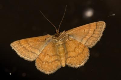 Scopula rubiginata