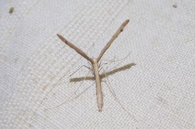Agdistis tamaricis