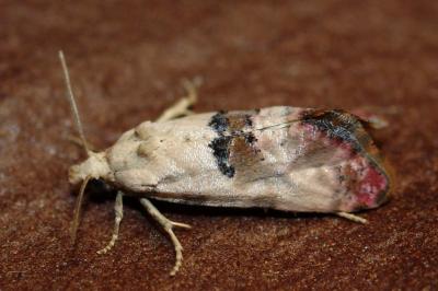 Cochylis hybridella