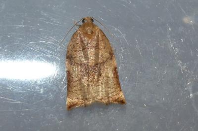 Archips podana
