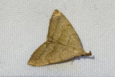 Herminia tarsipennalis