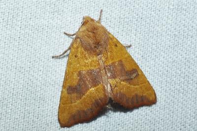 Atethmia centrago