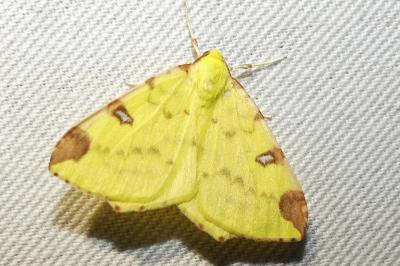 Opisthograptis luteolata