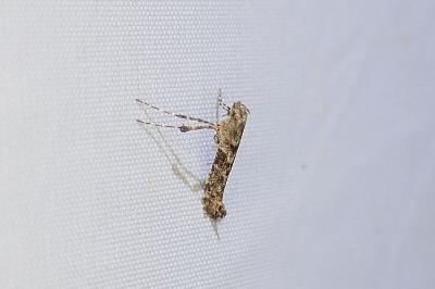 Caloptilia cuculipennella