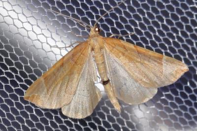 Eulithis testata