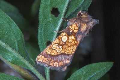 Gortyna flavago