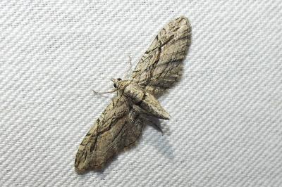 Eupithecia phoeniceata