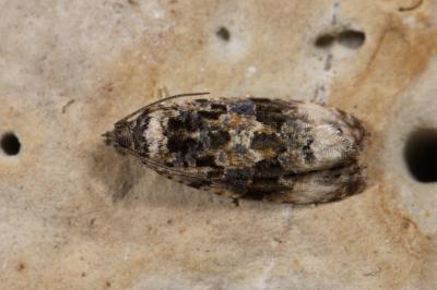 Endothenia gentianaeana