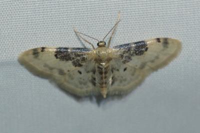 Idaea filicata