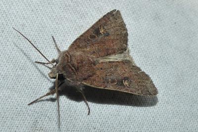 Xestia xanthographa