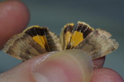 Noctua janthe