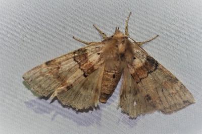 Cymatophorina diluta