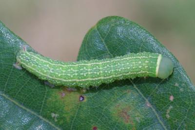 Pseudoips prasinanus