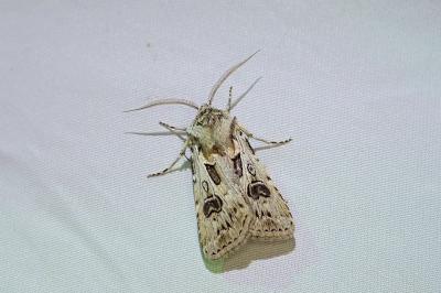 Agrotis vestigialis