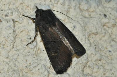 Aporophyla nigra