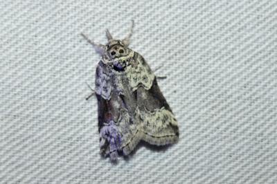 Nycteola siculana
