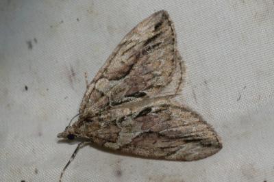 Thera cupressata