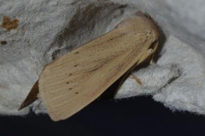 Rhizedra lutosa