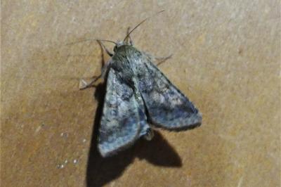 Helicoverpa armigera