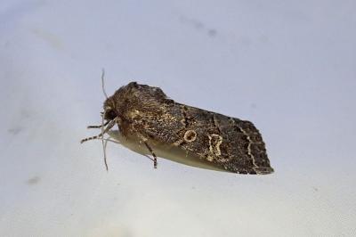 Tholera cespitis