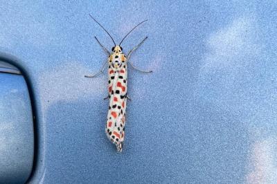 Utetheisa pulchella